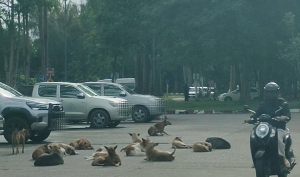 ชาวบ้านร้องทุกข์  หมาจรจัดนับร้อย ยึดศาลากลางชม.