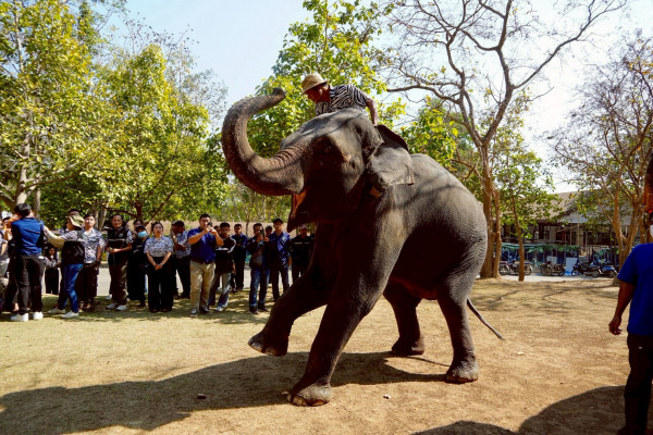 20 ปี เชียงใหม่ไนท์ซาฟารี ก้าวสำคัญของการเปลี่ยนผ่านสู่ยุคใหม่