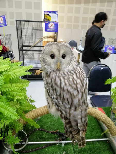 Back to Chiangmai Pet Fair 2022 ครั้งที่ 4 กลับมาอีกครั้ง งานของคนรักสัตว์เลี้ยงที่ใหญ่ที่สุดในภาคเหนือ